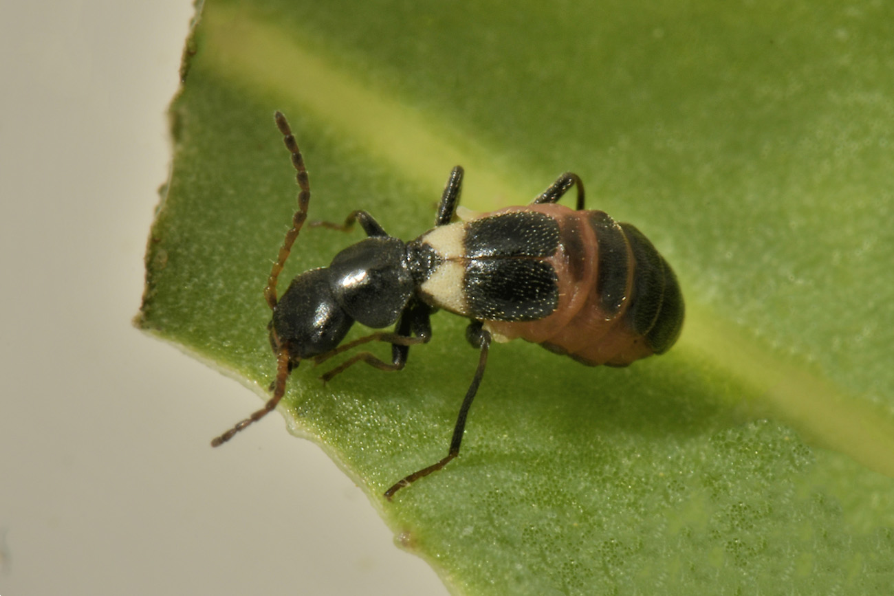 Malachidae da spiaggia? Brachemys dalmatinus